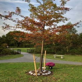 Oak tree offers reflection space for those impacted by suicide